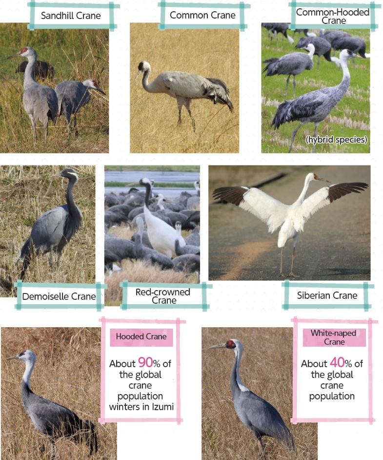 Type of cranes visiting wetlands in Izumi City