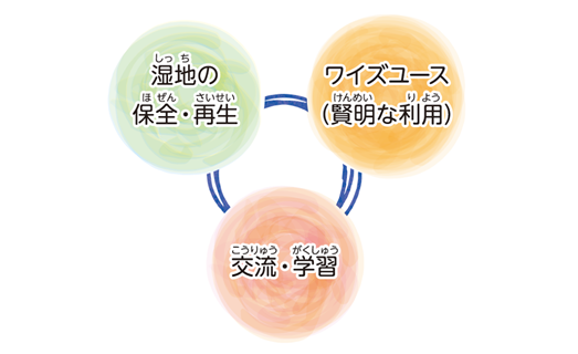 条約の基盤図：湿地の保全・再生、ワイズユース（賢明な利用）、交流・学習